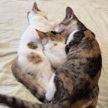 Cardinal -  Domestic Short Hair Cat for Adoption in Chicago, Illinois - Cardinal | PetCurious