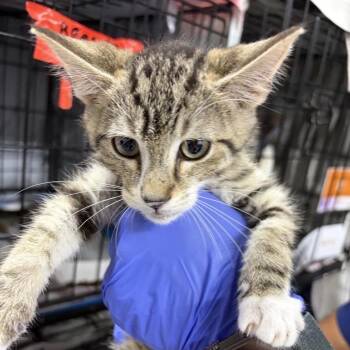 Ace -  Domestic Short Hair Cat for Adoption in New York, New York - Ace | PetCurious