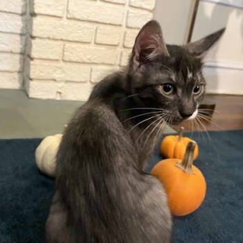 Rescue Domestic Short Hair Cats for Adoption in Atlanta, Georgia - Smoke Monster | PetCurious