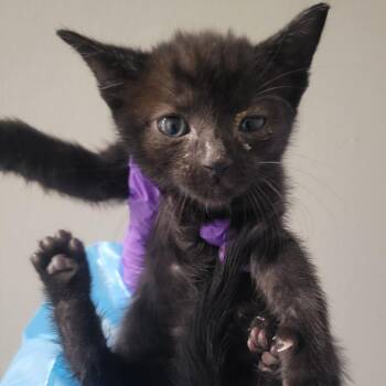 Florence -  Domestic Short Hair Cat for Adoption in Westminster, California - Florence | PetCurious
