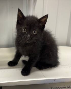 Rescue Domestic Short Hair Cats for Adoption in Pierceton, Indiana - Olive | PetCurious