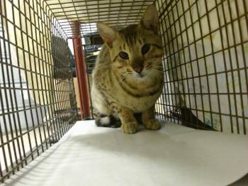 Bengal Cats Available for Adoption in Doral, Florida - BAKER | PetCurious