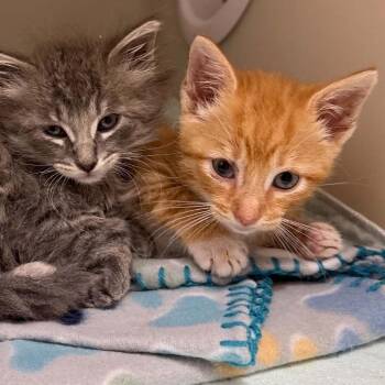 Biscuit -  Domestic Short Hair Cat for Adoption in Jacksboro, Tennessee - Biscuit | PetCurious