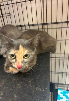 Summer -  Domestic Short Hair Cat for Adoption in Bossier City, Louisiana - Summer | PetCurious