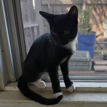 Swagger -  Domestic Short Hair Cat for Adoption in Los Angeles, California - Swagger | PetCurious