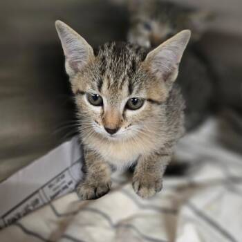 Kit Kat -  Domestic Short Hair Cat for Adoption in Pauls Valley, Oklahoma - Kit Kat | PetCurious