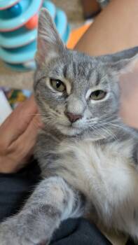 Mylo -  Domestic Short Hair Cat for Adoption in Farmington, Minnesota - Mylo | PetCurious