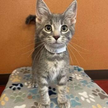 Percy -  Domestic Short Hair Cat for Adoption in Rochester, Minnesota - Percy | PetCurious