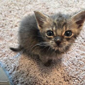 Rescue Domestic Short Hair Cats for Adoption in Auburn, Alabama - Binky | PetCurious