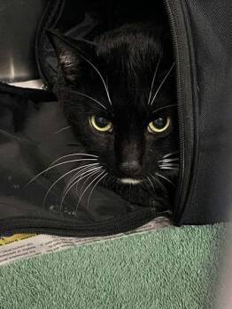 Victor -  Domestic Short Hair Cat for Adoption in Daytona Beach, Florida - Victor | PetCurious