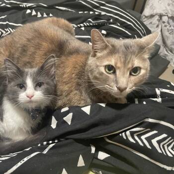 Domestic Short Hair Cats Available for Adoption - Blu III (New Digs) | PetCurious