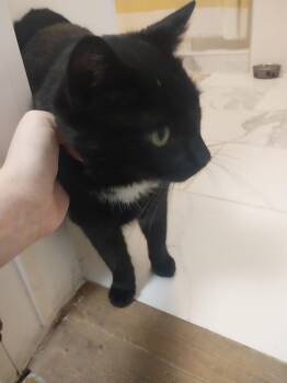 Domestic Short Hair Cats Available for Adoption - Lucifer | PetCurious