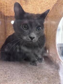 Domestic Short Hair Cats Available for Adoption in West Valley City, Utah - PROFESSOR CHAOS | PetCurious