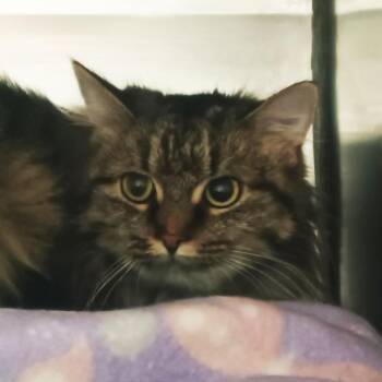 Heidi -  Domestic Short Hair Cat for Adoption in Olean, New York - Heidi | PetCurious