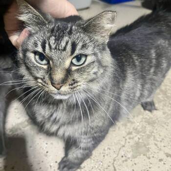 Rescue Domestic Medium Hair Cats for Adoption in Hamilton, Ontario - Ariya | PetCurious