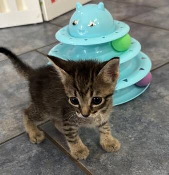 Ramen -  Tabby and Domestic Short Hair Cat for Adoption in Buford, Georgia - Ramen | PetCurious