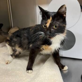 Rescue Domestic Short Hair Cats for Adoption in Winston-salem, North Carolina - Georgia | PetCurious