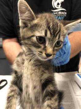 Rescue Domestic Short Hair Cats for Adoption in Long Beach, California - STAR FRUIT | PetCurious