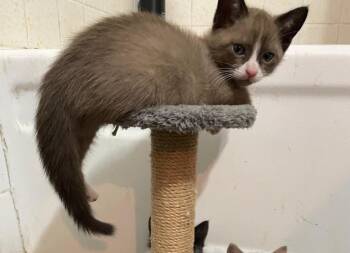 Siamese Cats Available for Adoption in San Antonio, Texas - Snickers | PetCurious