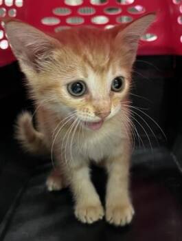 APOLLO -  Domestic Short Hair Cat for Adoption in Pensacola, Florida - APOLLO | PetCurious