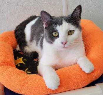 Domestic Short Hair Cats Available for Adoption in Greenville, Illinois - Whiskers | PetCurious