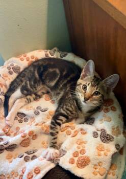 Sirocco -  Domestic Short Hair Cat for Adoption in Orlando, Florida - Sirocco | PetCurious