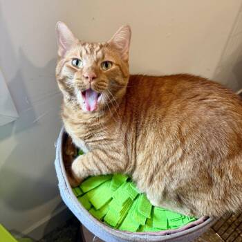 Desmond -  American Shorthair Cat for Adoption in Louisville, Kentucky - Desmond | PetCurious