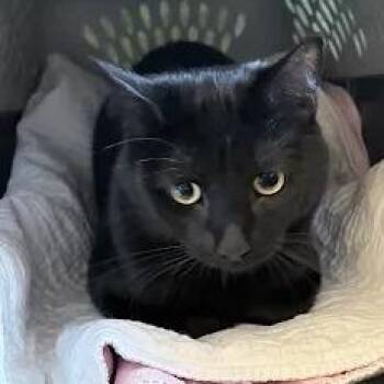 Cassian -  Domestic Short Hair Cat for Adoption in Fairport, New York - Cassian | PetCurious