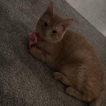 Penny -  Domestic Short Hair Cat for Adoption in Asheville, North Carolina - Penny | PetCurious
