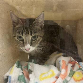 The Cat -  Domestic Short Hair Cat for Adoption in Reno, Nevada - The Cat | PetCurious