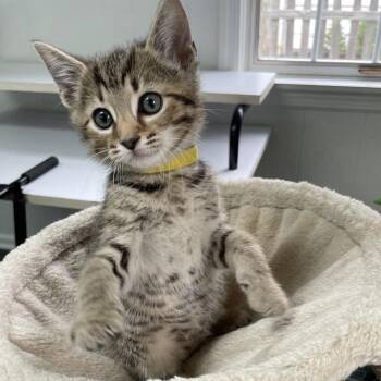 Corny -  Domestic Short Hair Cat Available for Adoption in Columbus, Ohio - Corny | PetCurious