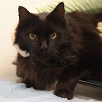 Frank -  Domestic Long Hair Cat for Adoption in Philadelphia, Pennsylvania - Frank | PetCurious