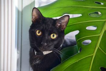 Domestic Short Hair Cats Available for Adoption in Los Angeles, California - Gibson | PetCurious