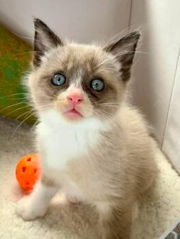 Harry - Sweet and affectionate -  Siamese Cat Available for Adoption in Muskego, Wisconsin - Harry - Sweet And Affectionate | PetCurious