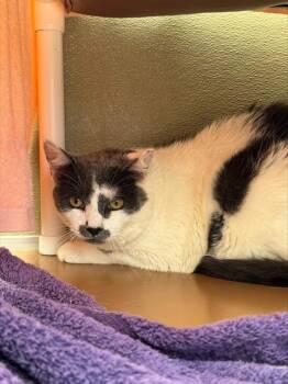 CECIL -  Domestic Short Hair Cat for Adoption in Leesburg, Virginia - CECIL | PetCurious