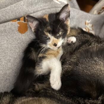 Jubilee -  Domestic Short Hair Cat for Adoption in Bloomington, Illinois - Jubilee | PetCurious