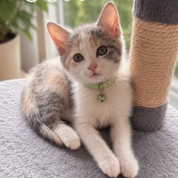 Olive (orange) -  Domestic Short Hair Cat for Adoption in Inman, South Carolina - Olive (orange) | PetCurious