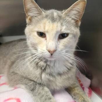 Domestic Short Hair Cats Available for Adoption in Fort Smith, Arkansas - Soren | PetCurious