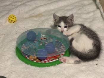 Mighty -  Domestic Short Hair Cat for Adoption in Albany, New York - Mighty | PetCurious