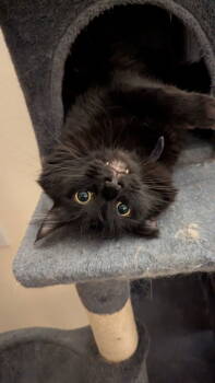 Rescue Domestic Medium Hair Cats for Adoption in Battle Ground, Washington - Shoyu | PetCurious