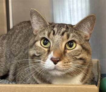 LUCAS -  Domestic Short Hair Cat for Adoption in St. Louis, Missouri - LUCAS | PetCurious