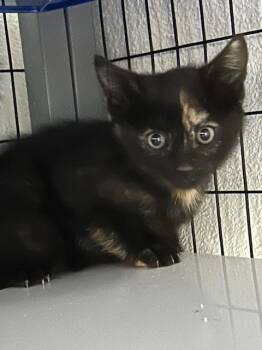 Rescue Tortoiseshell Cats for Adoption in Grand Junction, Colorado - Mocha | PetCurious