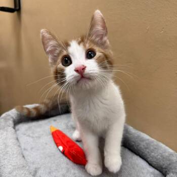 Nod -  Domestic Short Hair Cat for Adoption in Hemet, California - Nod | PetCurious