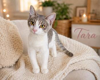 Tara -  Domestic Short Hair Cat for Adoption in Los Angeles, California - Tara | PetCurious