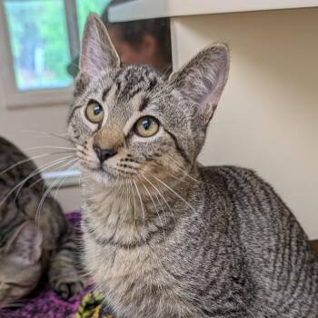Kirk -  Domestic Short Hair Cat Available for Adoption - Kirk | PetCurious