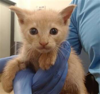 MUFFIN -  Domestic Short Hair Cat Available for Adoption in Doral, Florida - MUFFIN | PetCurious