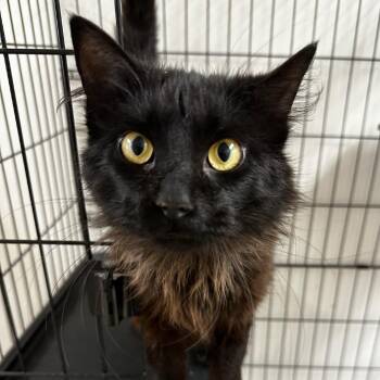 Domestic Long Hair Cats Available for Adoption in Cleveland, Mississippi - Alamo | PetCurious
