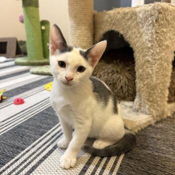 Bubba -  Domestic Short Hair Cat for Adoption in Roswell, Georgia - Bubba | PetCurious