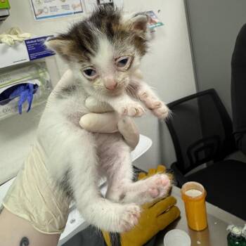 Sirius -  Domestic Medium Hair Cat for Adoption in Charleston, West Virginia - Sirius | PetCurious