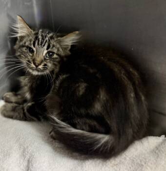 Rescue Domestic Short Hair Cats for Adoption in Danielsville, Georgia - Zeke | PetCurious